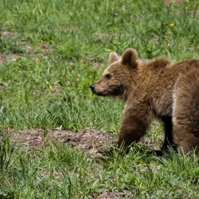 A la cerca de l’ós bru al Parc Natural de l’Alt Pirineu