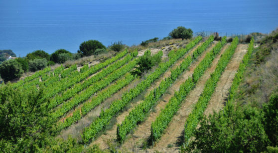 El viatge a la singularitat vinícola de Costa Barcelona
