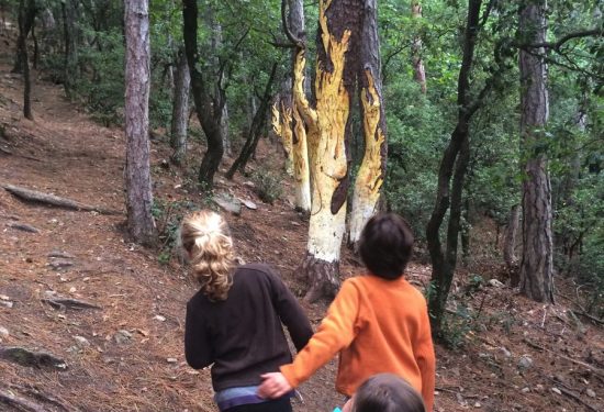 Caçant bolets (pintats) al bosc de Castellfollit a Muntanyes de Prades